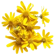 Arnica